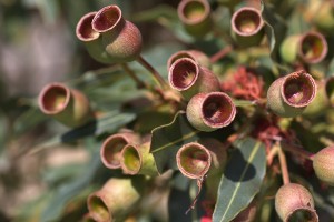 Australian Gum Nuts
